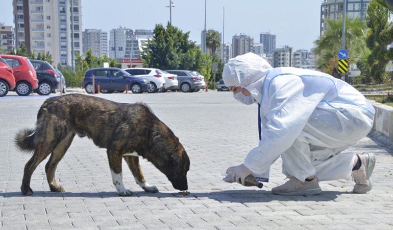 Yenişehir’de Sokak Hayvanları Aç Kalmayacak