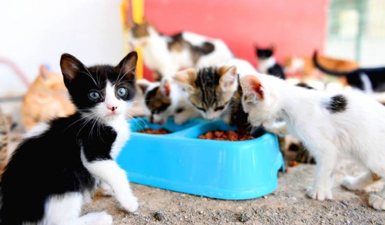 Mersin’de Sokak Hayvanlarına 160 Bin Kilo Mama