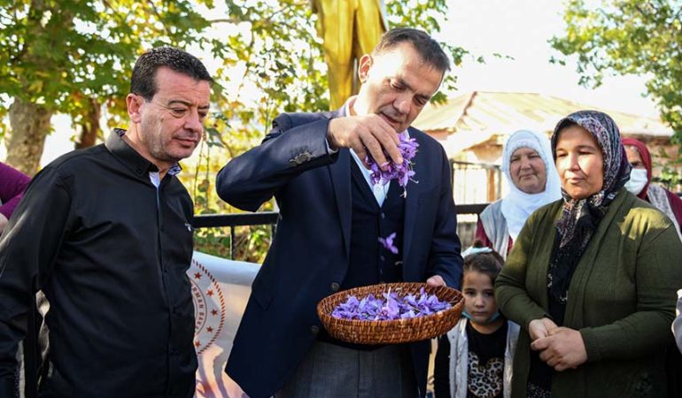 Yenişehir’de Dünyanın En Pahalı Baharatının İlk Hasadı Yapıldı