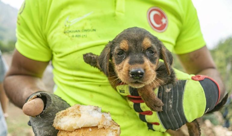 Değirmençay’da Yavru Köpek Kurtarıldı